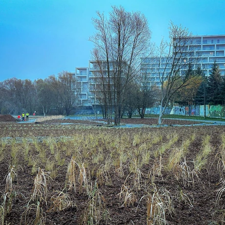 Rzeszów - Budowa miejskiej plaży nad Wisłokiem [listopad 2024] - fot 2