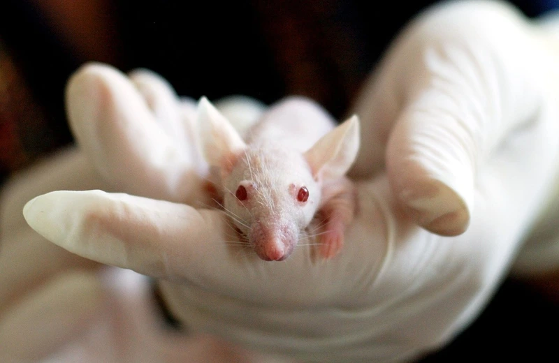Uniwersytet Rzeszowski rozpocznie testy na zwierzętach. Centrum badań powstanie w ciągu 2 lat