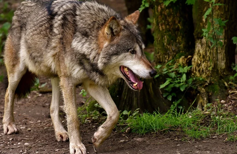 Nietypowa interwencja policji. W budynku gospodarczym był wilk