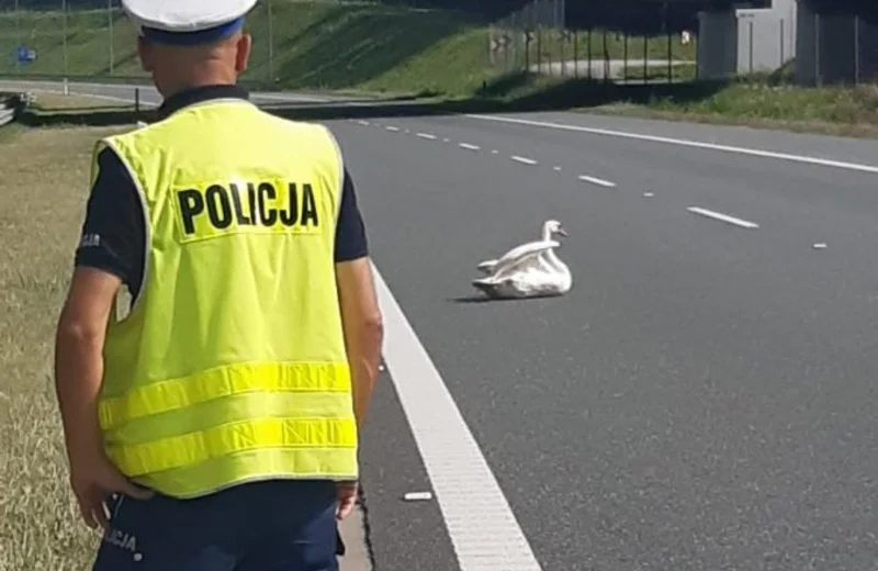 Nietypowa interwencja policjantów. Łabędź zablokował jeden z pasów A4