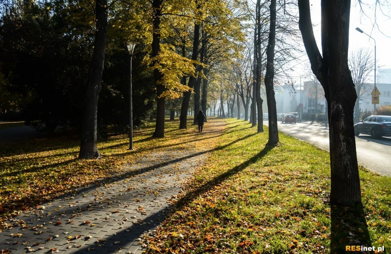 Rzeszów będzie miał ponad 800 nowych drzew