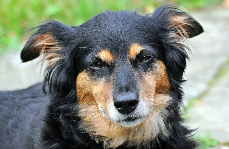 Zbiórka dla zwierząt ze schroniska &quot;Kundelek&quot;