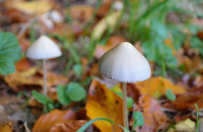 Zbierali grzyby halucynogenne w Bieszczadach. Zatrzymała ich Straż Graniczna