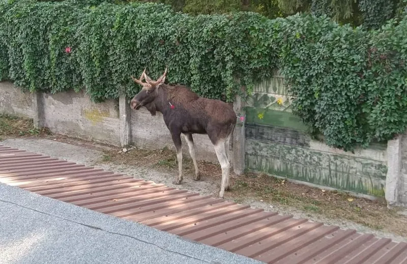 Łoś na ulicach Rzeszowa. Nietypowa interwencja policjantów