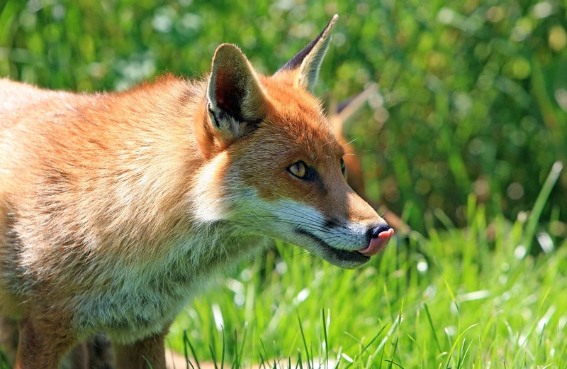 Wiosenna akcja szczepienia lisów na Podkarpaciu