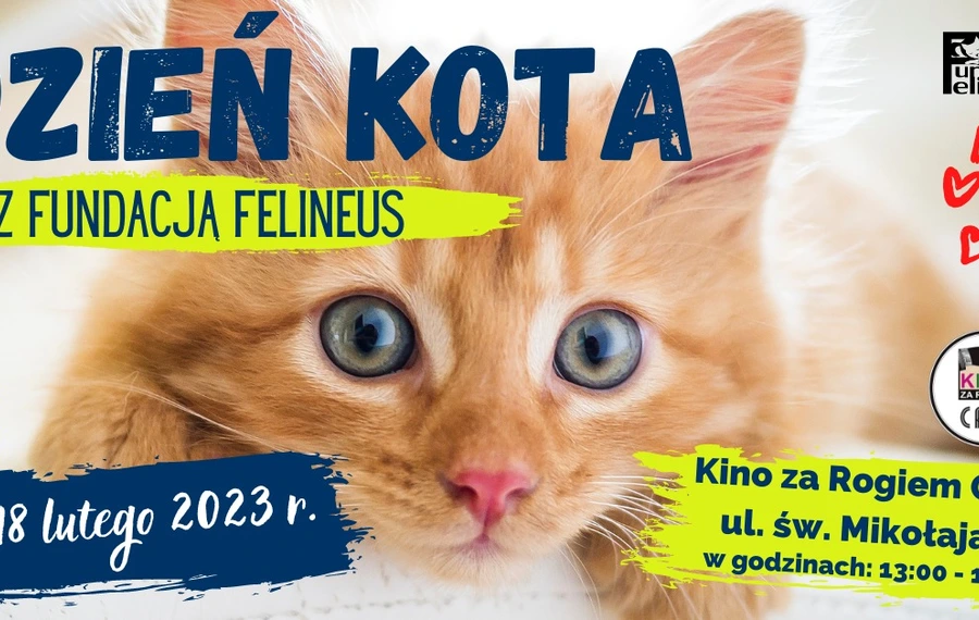 Dzień Kota z Fundacją Felineus